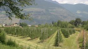 На виноградниках разрешили строить объекты туризма